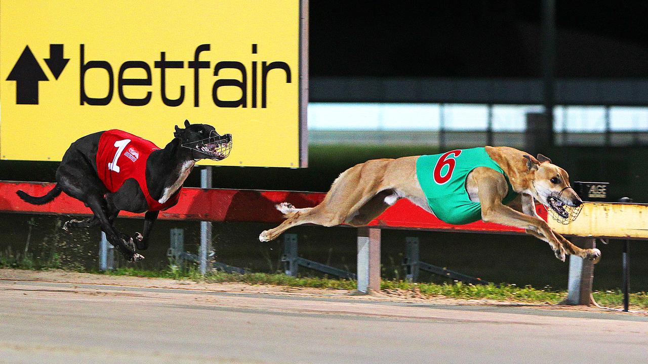 Greyhound Racing, Wrest Point Group One Hobart Thousand, winner Octane Show trained by Darren McDonald, finishes in front of Numero Uno Bale