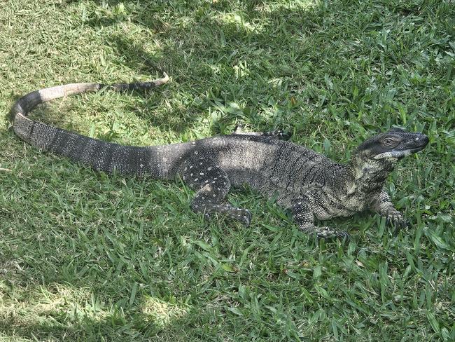 'Snuffy', Lace Monitor Lizard goes missing in Andergrove, January 31, 2025