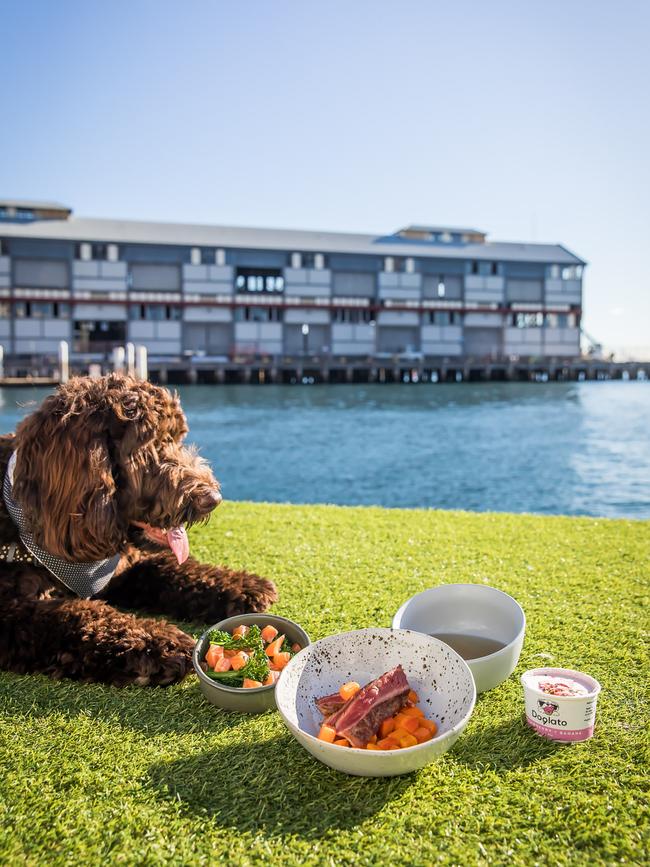 Mack enjoying the Doggie Degustation at Pier One. Picture: Anna Kucera