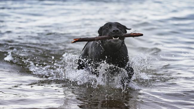 Black labrador Ruby enjoying her monthly visit to the dog beach at Kingston. Picture: LUKE BOWDEN