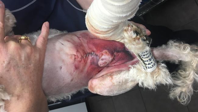 The bite wounds meant he needed four hours of surgery. Picture: supplied