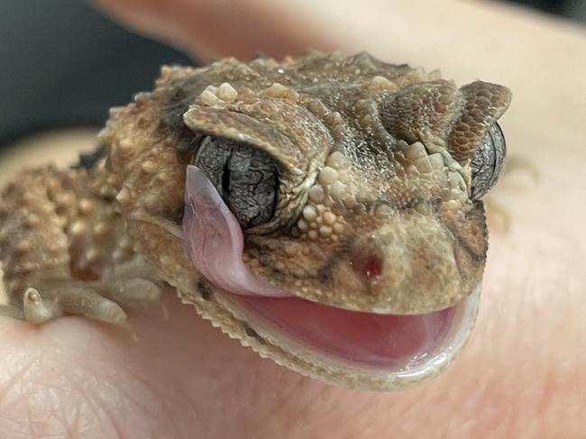 A rough knob tail gecko treated at the vet.