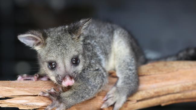 South Oakleigh Wildlife Shelter has been inundated with baby brushtails and ringtails. Rescued Keisha the 18 week old brush tail possum is being looked after at South Oakleigh Wildlife Shelter.                       Picture: David Caird