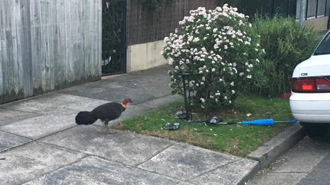 Summer Hill’s newest resident strutting its stuff on a suburban street just a few kilometres from Sydney’s CBD.