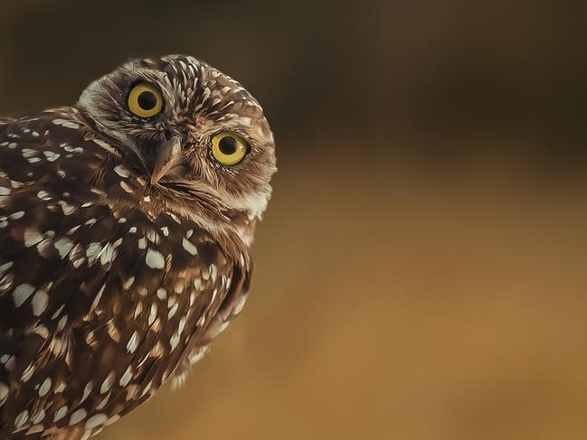 Marcus Hennen snapped this curious little burrowing owl sitting on a small branch in a front yard. Picture: Marcus Hennen/National Geographic Photo Contest