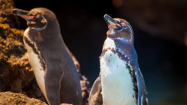 The Galapagos is home to the world’s most northern colony of penguins.