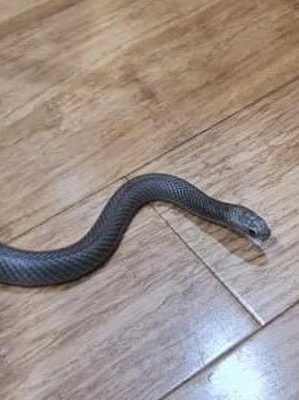 This eastern brown snake found its way into the kitchen of an Athelstone house: Picture Snake Catchers Adelaide