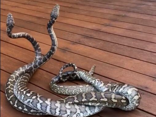 Allegedly fighting over a nearby female, these two snakes were captured earlier this week by Steven Brown of Brisbane North Snake Catchers and Relocation. Source: Facebook