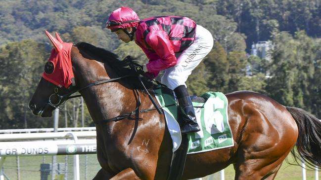 Outreach To Henry can bounce back to the winners' circle at Taree on Sunday. Picture: Bradley Photos