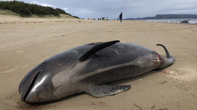 A dead pilot whale on Ocean Beach bear Strahan. Day four of rescue operations. Thursday September 24, 2020. Picture: PATRICK GEE