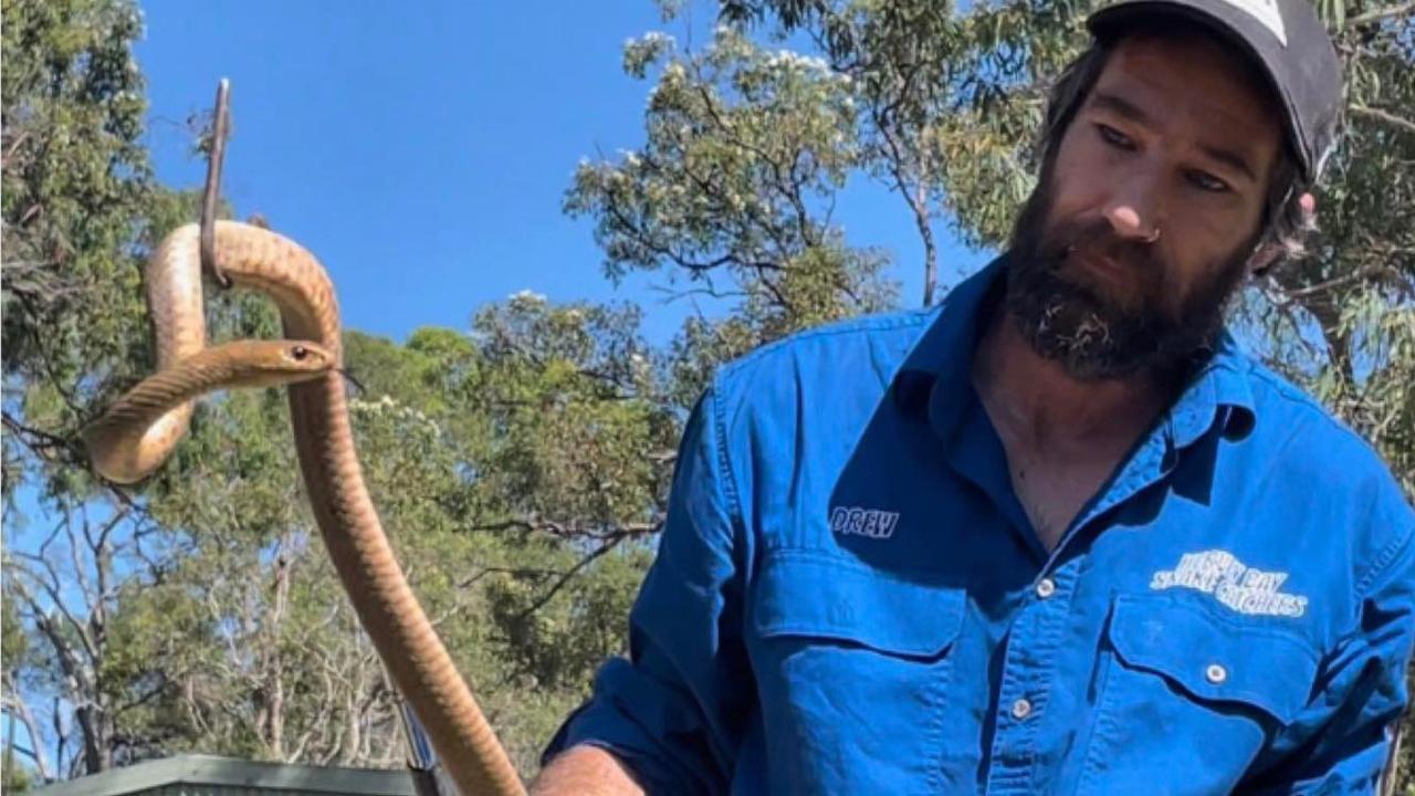 Hervey Bay Snake Catcher Drew Godfrey with an eastern brown snake.