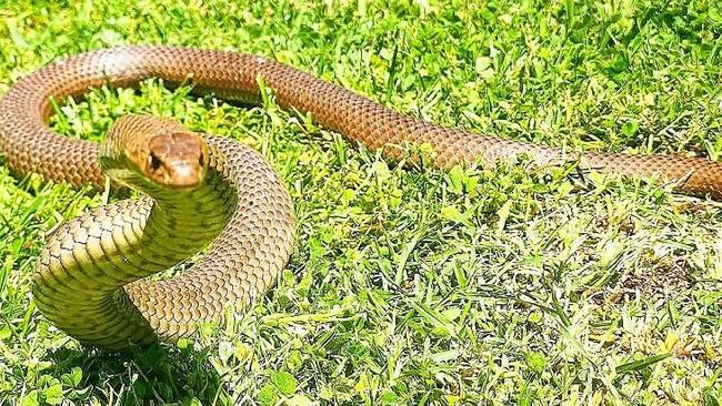 Snake Catcher Dan said snakes eating budgies in cages was a common occurrence. Picture: Mark Pelley