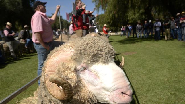 Heads up: Australian Food and Agriculture’s Boonoke Station at Conargo in NSW.