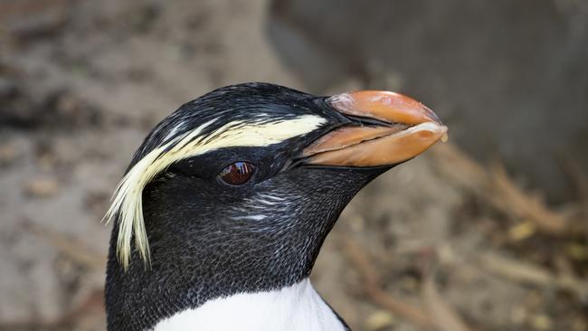 Zoos Victoria live stream animals at Melbourne Zoo and Werribee Open Range Zoo. Picture: Zoos Victoria