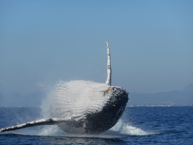 Gold Coast Seaway fishing when this whale surfaced 50m from back of the boat. Great day had by all. Picture: Rachel Sealey