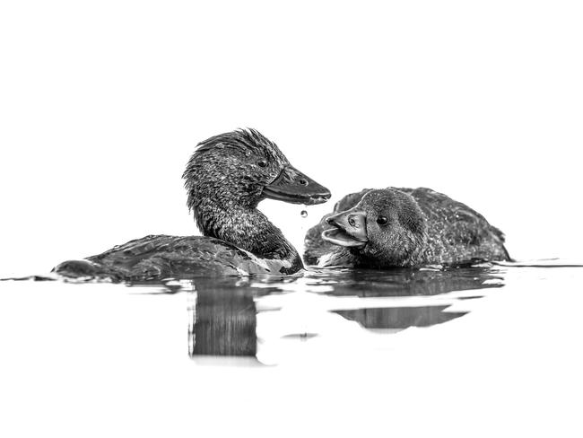 Australia’s Jason Moore was captivated by the “beautiful expressions and fascinating displays” of his musk duck subjects in Perth. The judges were equally engaged awarding him gold in the Black and White category. Picture: Jason Moore / Bird Photographer of the Year