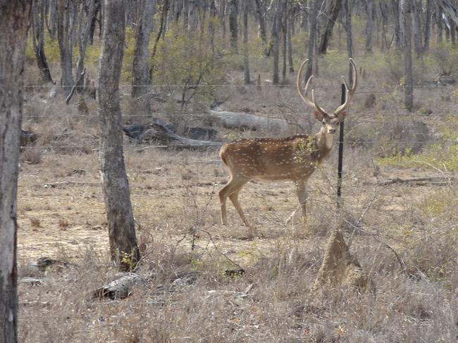 Pest: Towong Shire Mayor Aaron Scales is calling for deer to be declared a feral pest as numbers spiral out of control.