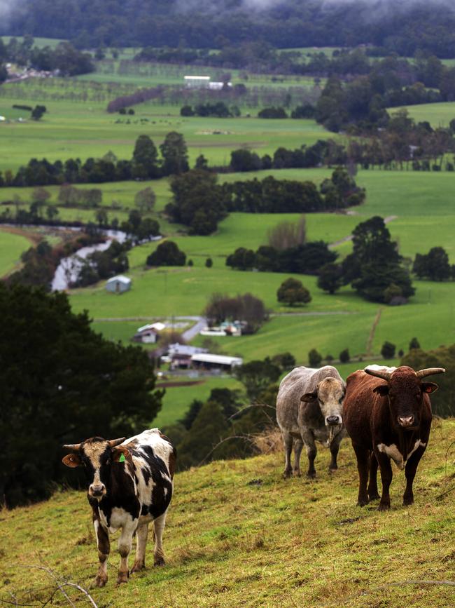 Cattle grazing at Gunns Plains. Picture: Chris Kidd