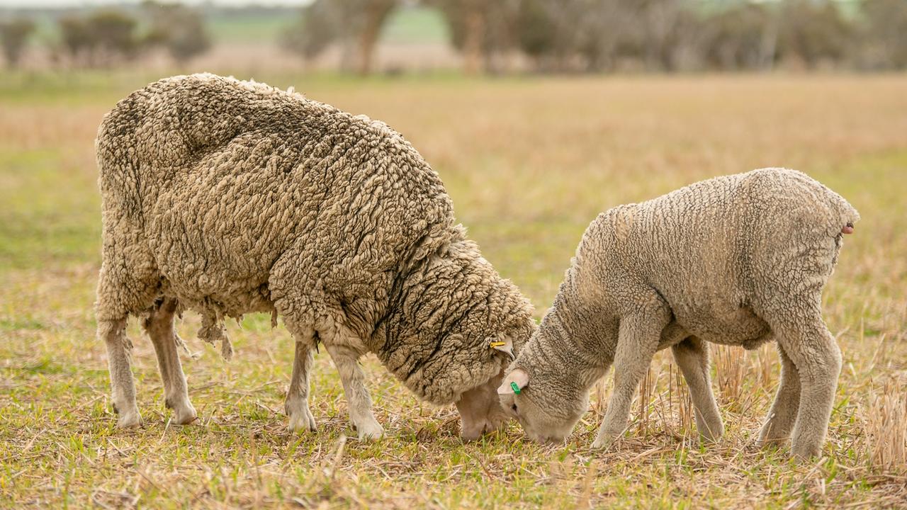 New livestock export market opens amid pending ban