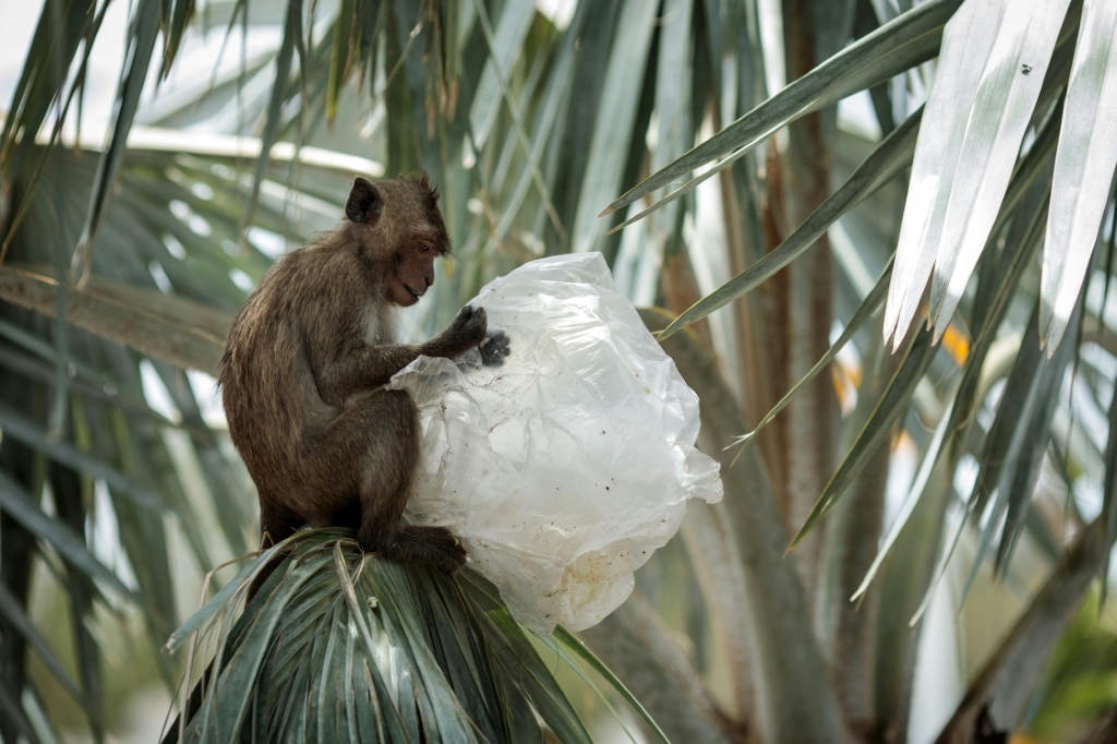 Shells to surfboards: how wildlife has adapted to plastic