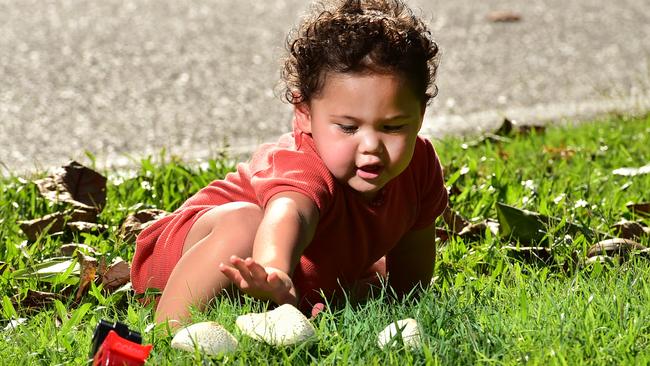 Felix Joe, 20 months, from Mount Isa checks out the mushrooms popping up along The Strand this week.