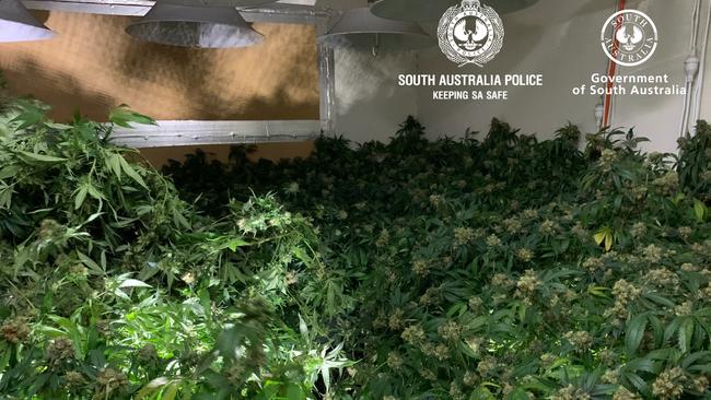 Mystery surrounds who is responsible for an extensive hydroponic cannabis set-up found inside a house at South Brighton. Picture: SA Police