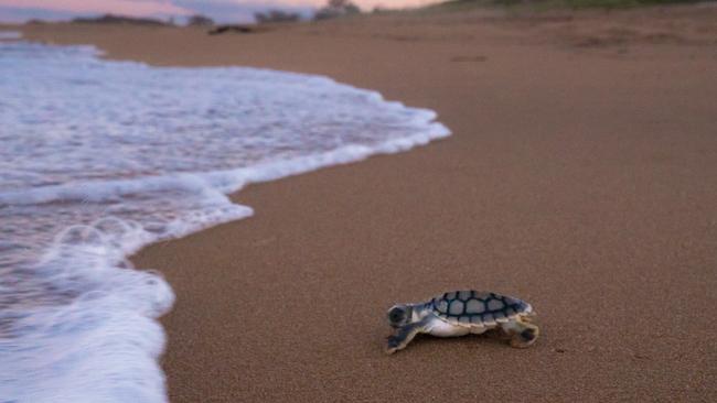 A loggerhead turtle hatchling at Mon Repos, near Bundaberg. The first turtles have arrived at Mon Repos to nest, signalling the beginning of turtle season in Queensland. Photo: Tourism and Events Queensland.