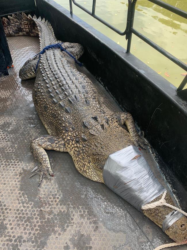 A 3.78m crocodile found in Buffalo Creek on December 29