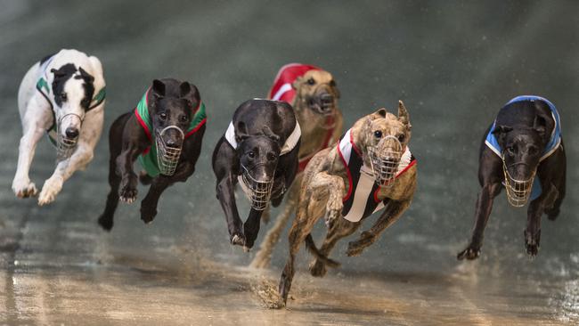 Overbreeding leads to surplus greyhounds being destroyed as ‘wastage ...