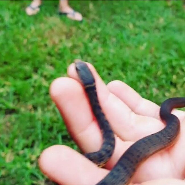 Facebook photo of the boy handling the rough scaled snake.