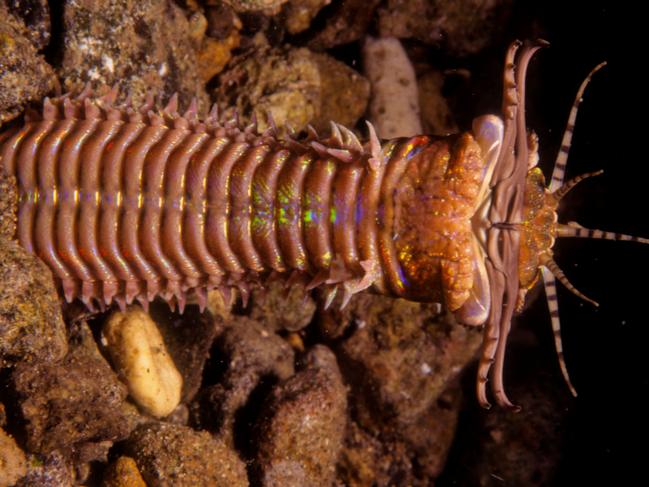 Bobbit Worm. Picture: Supplied