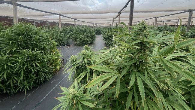 Cannabis plants allegedly found by SA Police at a Bowmans property. Picture: SA Police