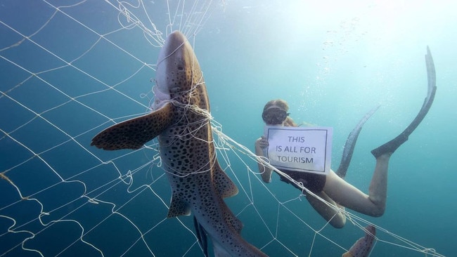 When sharks are caught in nets, it’s often non-target species such as this endangered leopard shark. Picture: Instagram/TheSharkNetFilm