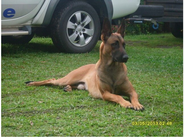 Arkie chilling out on the grass.