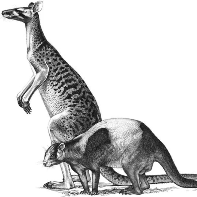 An artist’s impression of the extinct kangaroos Protemnodon anak (upper) and Protemnodon tumbuna (lower). Despite being closely related, the two were quite different animals in terms of their habitat and their method of hopping. Picture: Peter Schouten