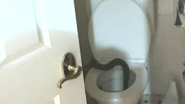 The poo-covered snake in a toilet at The Gap.