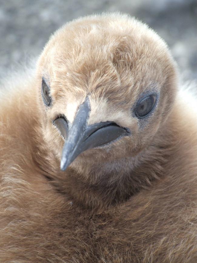 A king penguin chick.