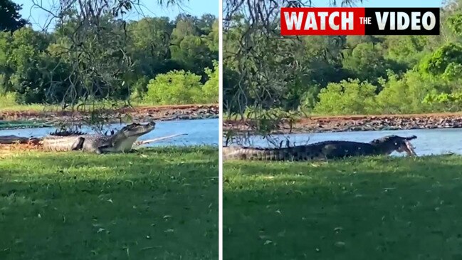 Croc makes meal of barra