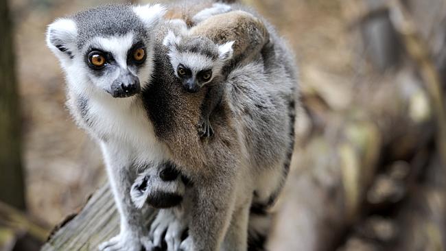 Ring-tailed lemur twins born at Perth Zoo | news.com.au — Australia’s ...