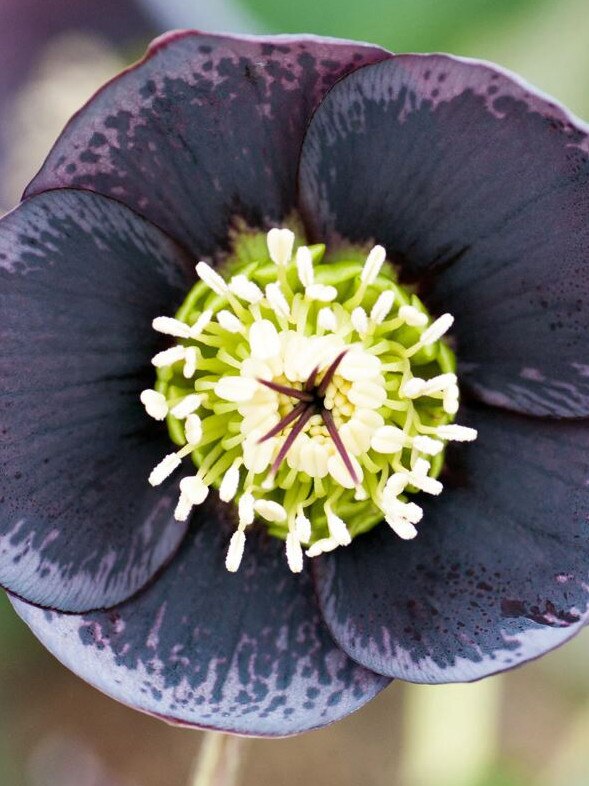 Hellebore 'Slate Spotted'.