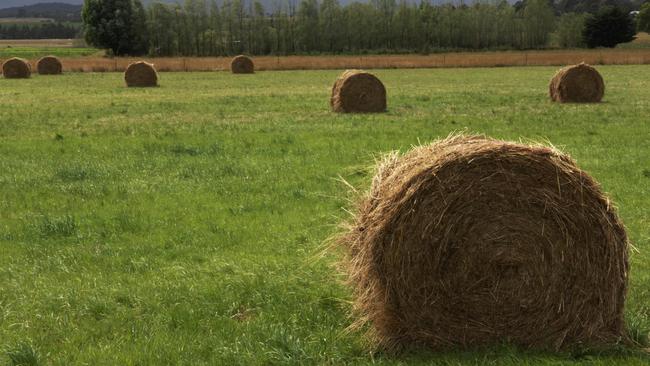 Rain downside: Too much winter growth could lower hay quality.