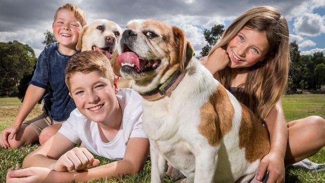 Sinicco siblings Fletcher, 9, Elliot, 13 and Greta, 8 with their rescue dogs Bruce and Pumpkin. Picture: Jake Nowakowski