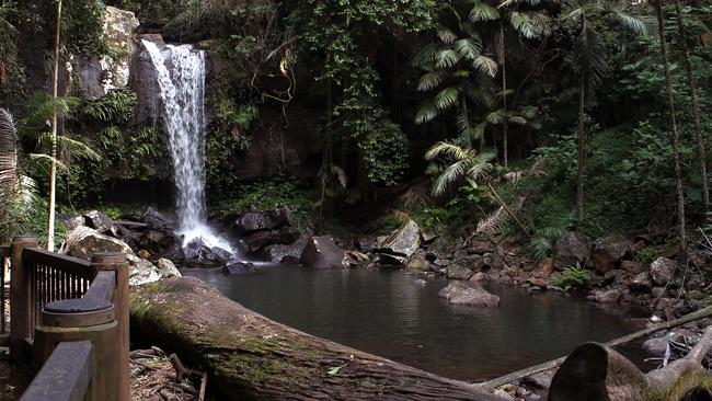 Curtis Falls at Mt Tamborine