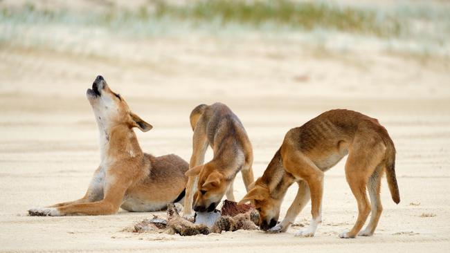 The vehicle tracks do not look to have stopped or swerved around the dingo.