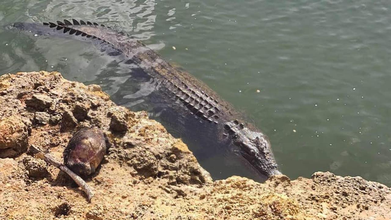 A large crocodile known to live at Crocodile Bend. Photo: Kim Andersen