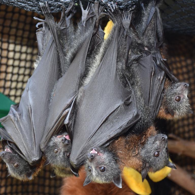 Injured grey-headed flying foxes. Picture: Supplied