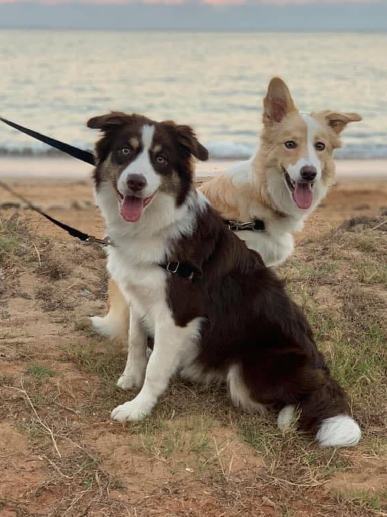 15/05/2020 - Hank and Ruby, Border Collie siblings taken on sunset at Redcliffe Beach. Picture: Abby Belford