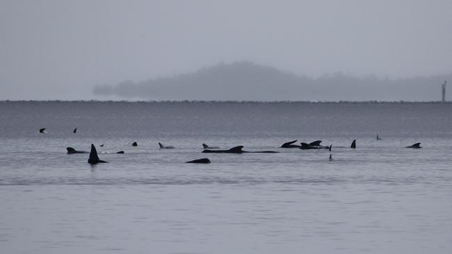 Stranded pilot whales in Macquarie Harbour on Tasmania’s west coast. Picture: NCA NewsWire / Grant Wells