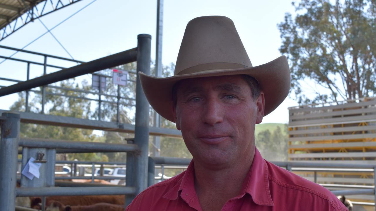 Myrtleford Store Cattle Sale Quality In Solid Demand The Weekly Times 8000