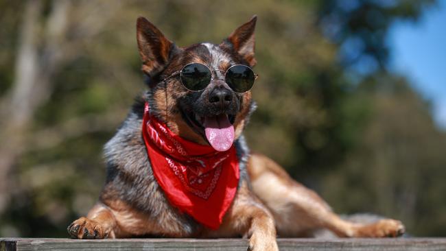 Australian cattle dog Cashew has his own Instagram page. Picture: Justin Lloyd